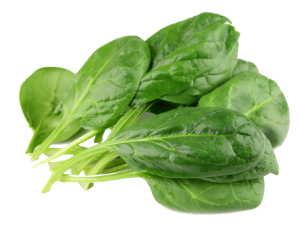 Spinach PNG-79155